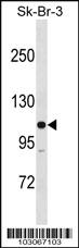 Anti-MYLK Rabbit Polyclonal Antibody