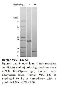 Recombinant human VEGF-121