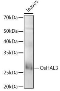 Anti-GS3 Rabbit Polyclonal Antibody