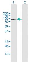 Anti-SPG7 Mouse Polyclonal Antibody