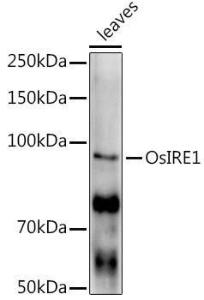 Western blot analysis of extracts of various tissues from the japonica rice (Oryza sativa L