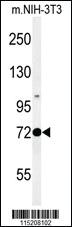 Anti-PROX-1-S514 Rabbit Polyclonal Antibody