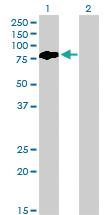 Anti-BMP2K Mouse Monoclonal Antibody [clone: X1]