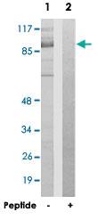 Anti-CEP97 Rabbit Polyclonal Antibody