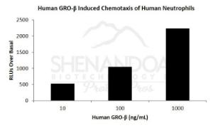 Human Recombinant GRObeta/CXCL2 (from <i>E. coli</i>)