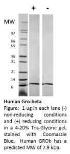 Human Recombinant GRObeta/CXCL2 (from <i>E. coli</i>)