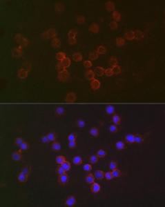 Antibody anti-IFNAR2 100 µl