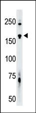 Anti-TNIK Rabbit Polyclonal Antibody