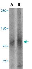 Anti-LRFN1 Rabbit Polyclonal Antibody