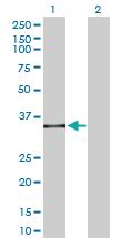 Anti-SPI1 Rabbit Polyclonal Antibody