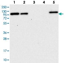 Anti-COPG1 Rabbit Polyclonal Antibody