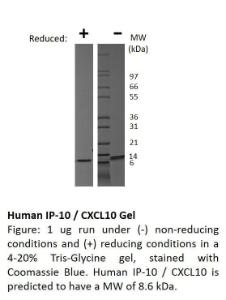 Human recombinant IP-10/CXCL10 (from <i>E. coli</i>)