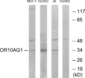 Anti-OR10AG1 antibody