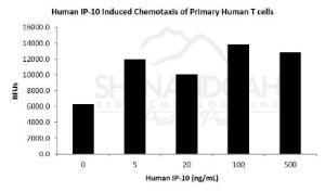 Human recombinant IP-10/CXCL10 (from <i>E. coli</i>)