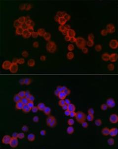 Antibody anti-IFNAR2 100 µl