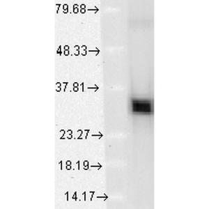 Western blot analysis of human Cervical cancer cell line (HeLa) lysate showing detection of HO-1 protein using Anti-Heme Oxygenase 1 Antibody [1F12-A6] (A304771) at 1:1,000 for 2 hours at room temperature Load: 15  µg Block: 15% BSA for 30 minutes at room temperature