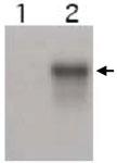 Anti-CCNE2 Rabbit Polyclonal Antibody