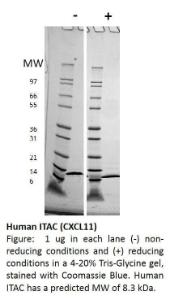 Human recombinant I-TAC/CXCL11 (from <i>E. coli</i>)