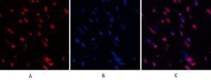 Immunofluorescence analysis of rat heart tissue using Anti-Histone H3 (acetyl Lys9) Antibody (red) at 1:200 (4°C overnight). Cy3 labelled secondary antibody was used at 1:300 (RT 50min). Panel A: Target. Panel B: DAPI. Panel C: Merge.