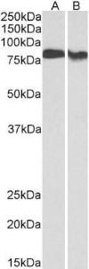 Antibody A82664-100 100 µg