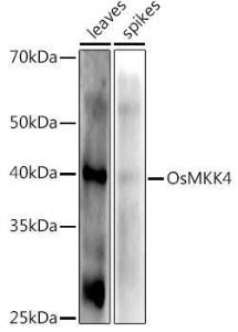 Western blot analysis of extracts of various tissues from the japonica rice (Oryza sativa L. ) variety Zhonghua 11, using Anti-Os02g0787300 Antibody (A309831) at 1:1,000 dilution