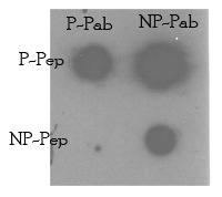 Anti-TNIK Rabbit Polyclonal Antibody