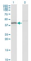 Anti-NDN Mouse Monoclonal Antibody [clone: 3C1]