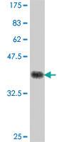 Anti-RNF150 Mouse Polyclonal Antibody