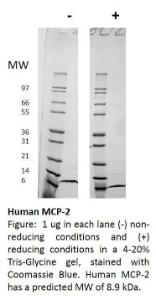 Human recombinant MCP-2/CCL8 (from <i>E. coli</i>)