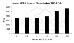 Human recombinant MCP-2/CCL8 (from <i>E. coli</i>)