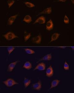 Immunofluorescence analysis of L929 cells using Anti-C1orf41 Antibody (A307693) at a dilution of 1:100. DAPI was used to stain the cell nuclei (blue)