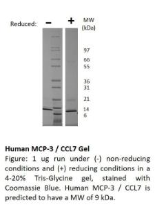 Human recombinant MCP-3/CCL7 (from <i>E. coli</i>)