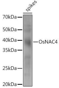 Western blot analysis of extracts of various tissues from the japonica rice (Oryza sativa L. ) variety Zhonghua 11, using Anti-NAC068 Antibody (A309833) at 1:1,000 dilution. The secondary antibody was Goat Anti-Rabbit IgG H&L Antibody (HRP) at 1:10,000 dilution.