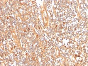 Immunohistochemical analysis of formalin-fixed, paraffin-embedded human tonsil using Anti-GCLM Antibody [CPTC-GCLM-1]