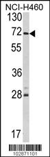 Anti-USP21 Rabbit Polyclonal Antibody