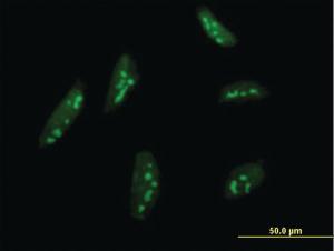 Anti-BMP2K Mouse Monoclonal Antibody [clone: X1]