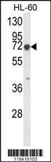 Anti-KRT9 Rabbit Polyclonal Antibody (APC (Allophycocyanin))