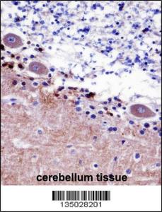 Anti-SEPT5 Rabbit Polyclonal Antibody (FITC (Fluorescein Isothiocyanate))