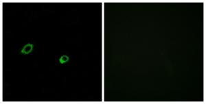 Anti-OR10AG1 antibody