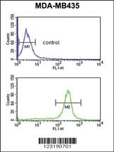 Anti-GSTK1 Rabbit Polyclonal Antibody