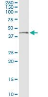 Anti-NDN Mouse Monoclonal Antibody [clone: 3C1]