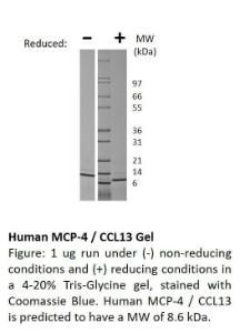 Human recombinant MCP-4/CCL13 (from <i>E. coli</i>)