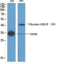 Antibody anti-GSK3 beta phospho SER9