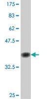 Anti-ATG3 Mouse Polyclonal Antibody