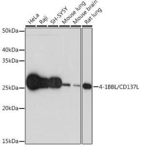 Western blot analysis of extracts of various cell lines, using Anti-4-1BBL Antibody [ARC1963] (A305975) at 1:1,000 dilution The secondary antibody was Goat Anti-Rabbit IgG H&L Antibody (HRP) at 1:10,000 dilution Lysates/proteins were present at 25 µg per lane