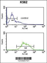 Anti-LCAT Rabbit Polyclonal Antibody