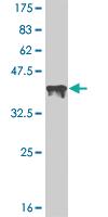 Anti-CREB5 Mouse Monoclonal Antibody [clone: 8A5]