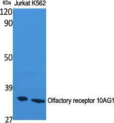 Anti-OR10AG1 antibody