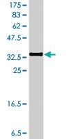 Anti-SEC13 Mouse Polyclonal Antibody