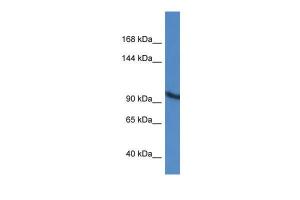 Anti-ZMIZ2 Rabbit Polyclonal Antibody